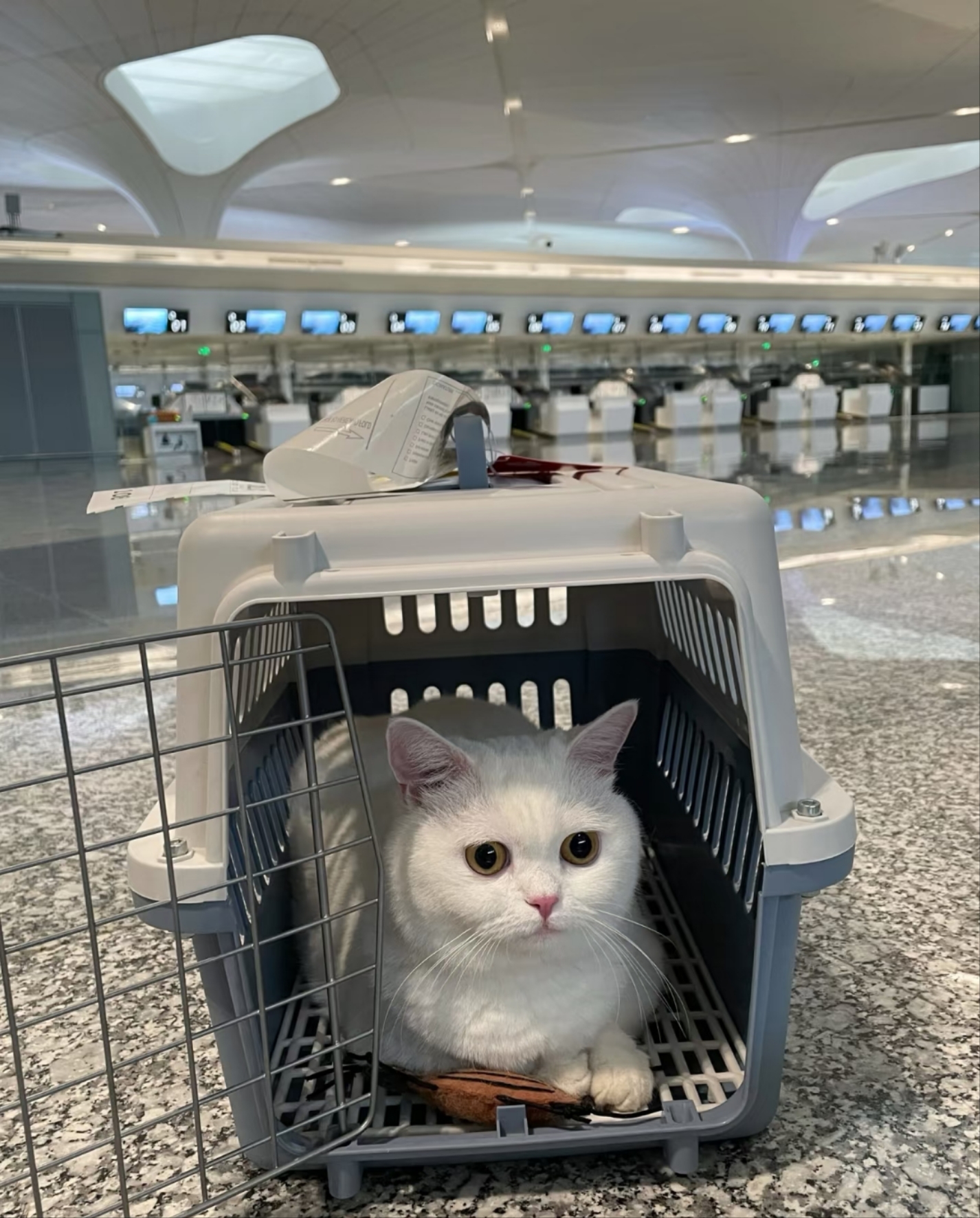 宠物航空托运全攻略:宠物托运高温季无忧送宠出行